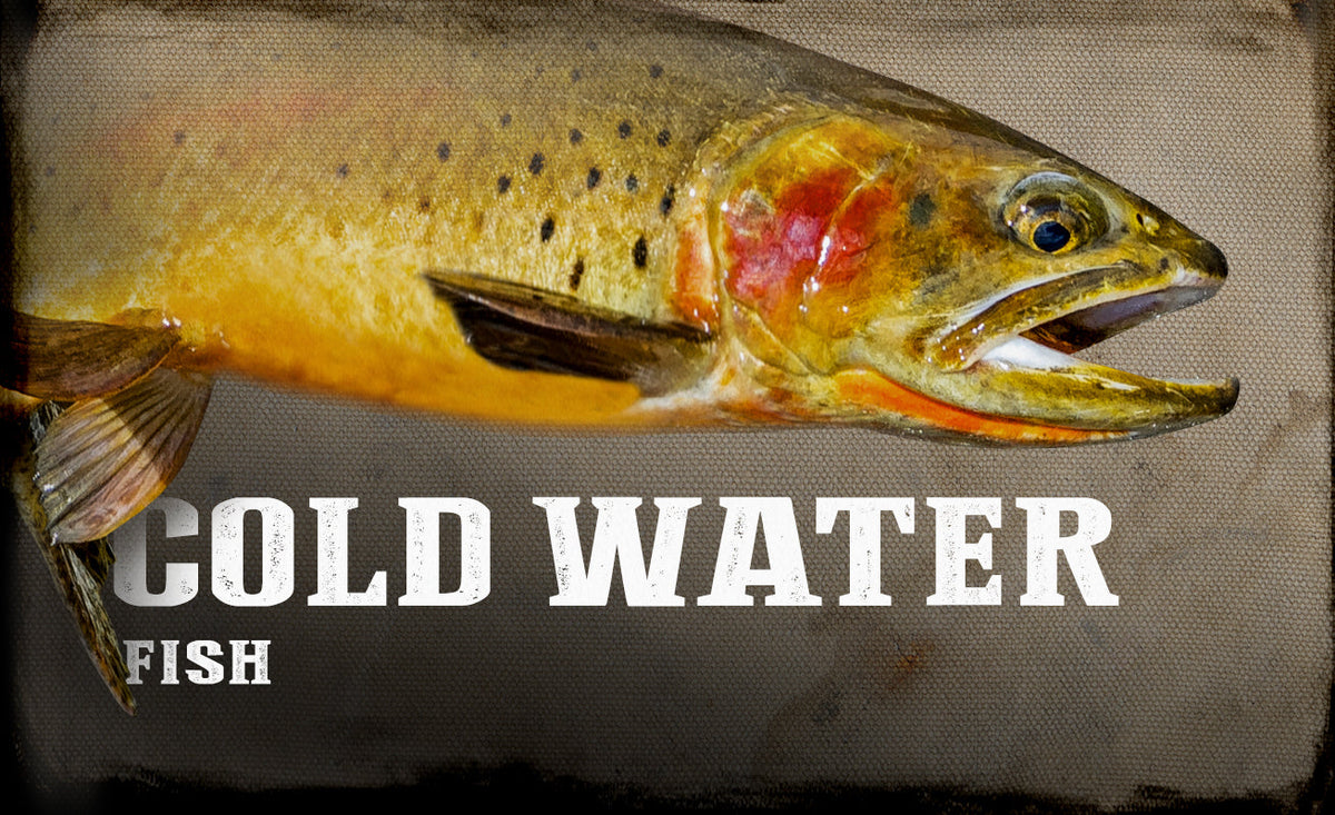 COLD WATER FISH