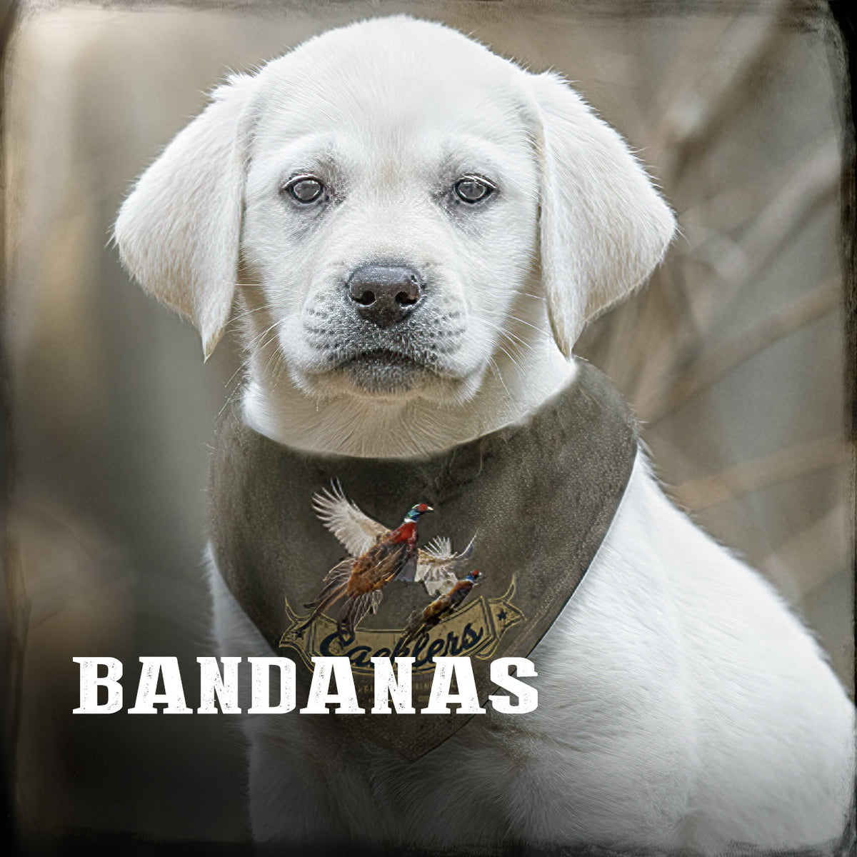 PET BANDANAS