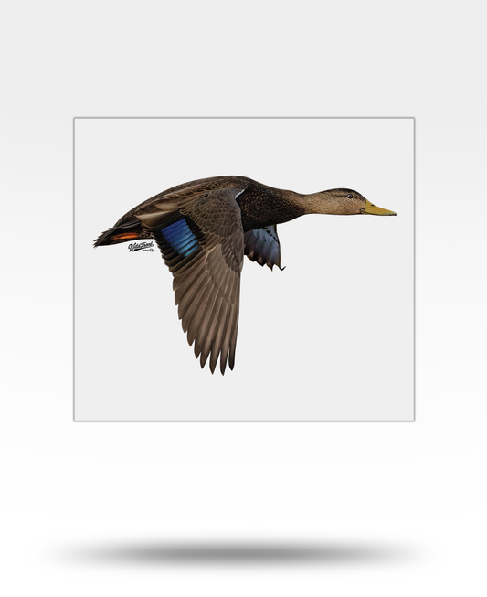 Blackduck Large Transparent Outdoor Sticker