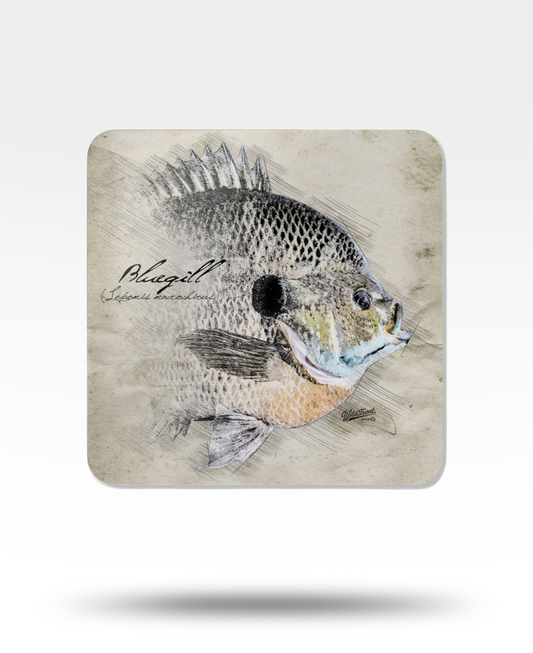Bluegill Corkwood Coaster Set