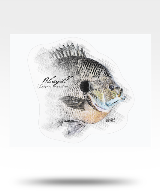 Bluegill Watercolor Kiss-Cut Vinyl Decal