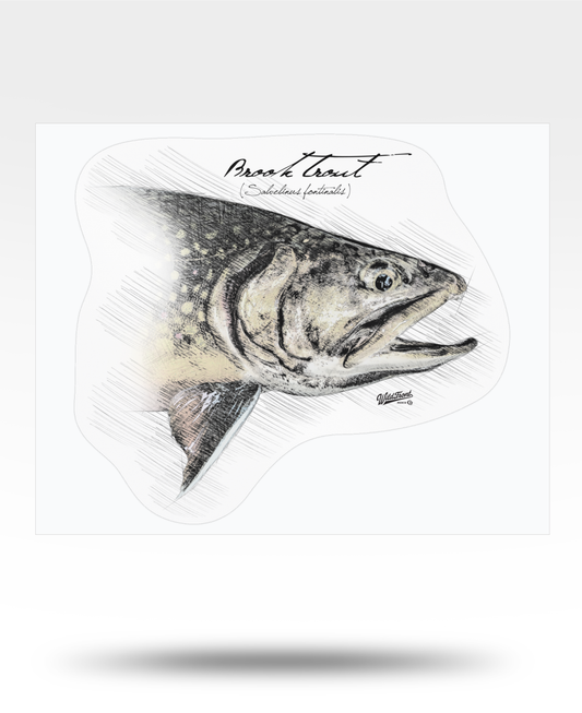 Brook Trout Drawing Kiss-Cut Vinyl Decal