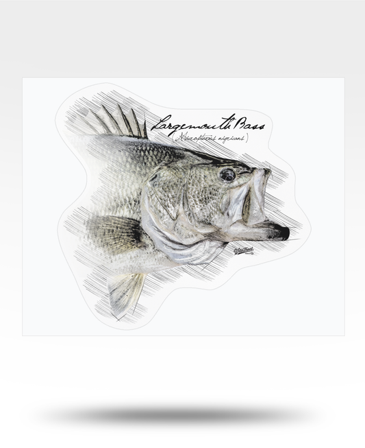 Largemouth Bass Drawing Kiss-Cut Vinyl Decal