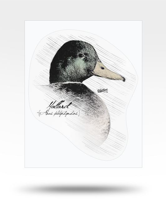 Mallard Drawing Kiss-Cut Vinyl Decal