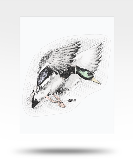 Mallard Flying Drawing Kiss-Cut Vinyl Decals