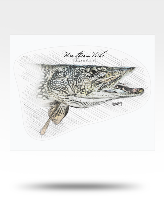 Northern Pike Drawing Kiss-Cut Vinyl Decals