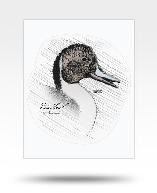 Pintail Drawing Kiss-Cut Vinyl Decal