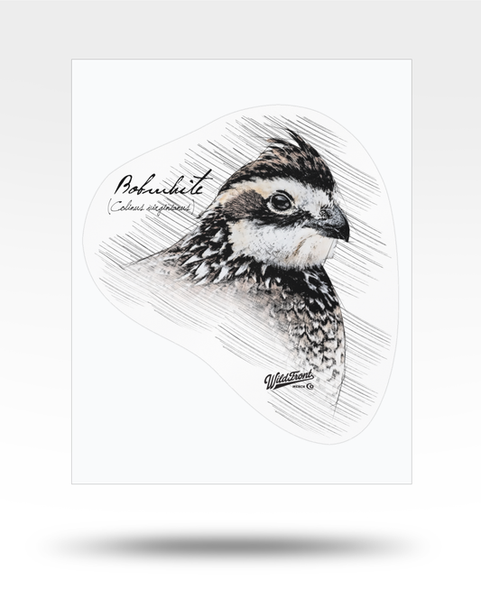 Bobwhite Quail Drawing Kiss-Cut Vinyl Decal