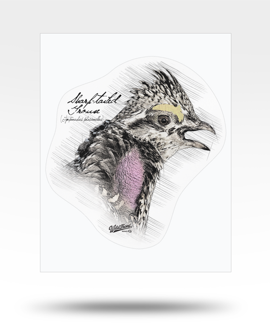 Sharp-Tailed Grouse Drawing Kiss-Cut Vinyl Decal