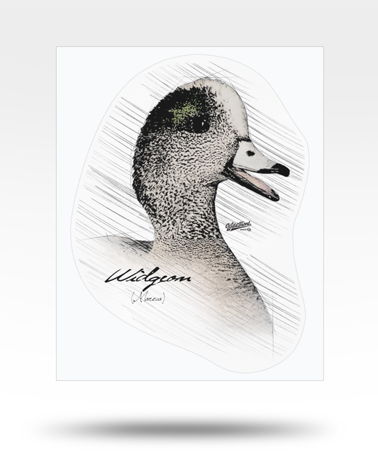 Widgeon Drawing Kiss-Cut Vinyl Decal