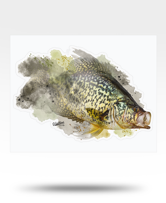 Crappie Watercolor Kiss-Cut Vinyl Decal