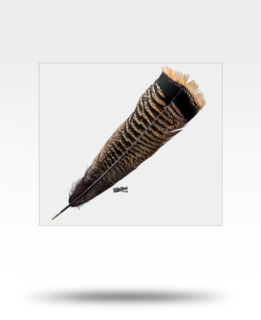 Turkey Tail Feather Large Transparent Sticker