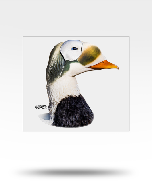 Spectacled Eider Large Transparent Sticker