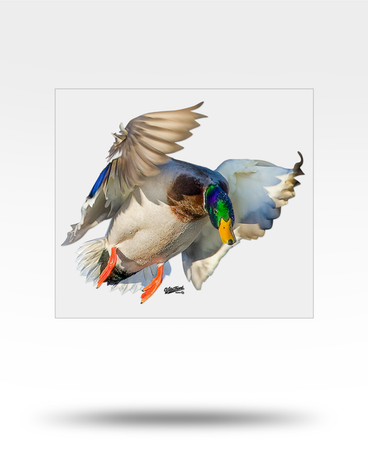 Mallard Flying Large Transparent Sticker