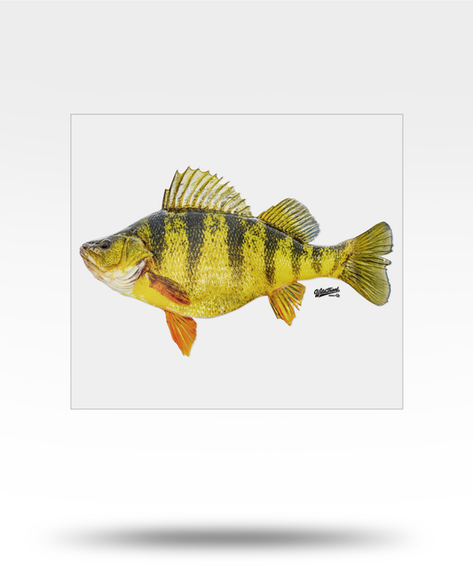 Perch Large Transparent Sticker