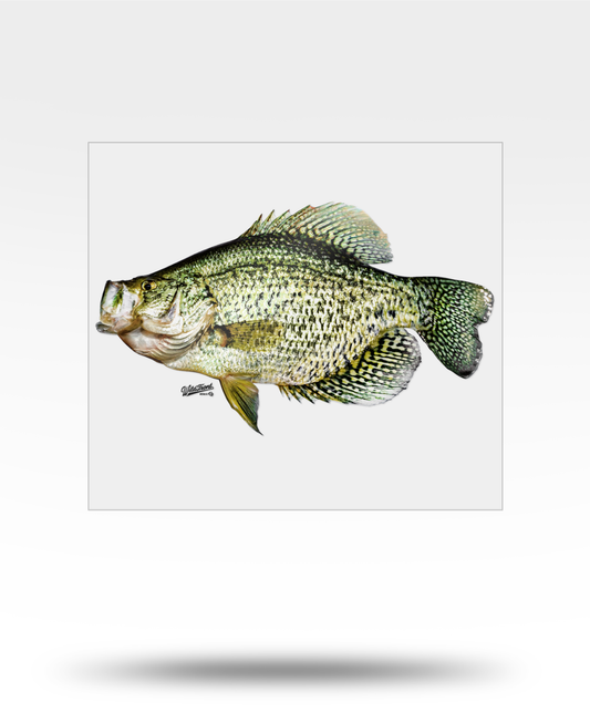 Crappie Large Transparent Sticker