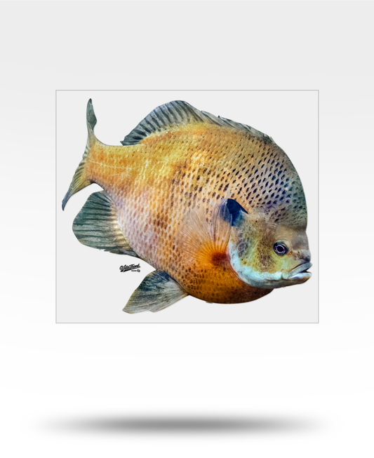Bluegill Large Transparent Sticker