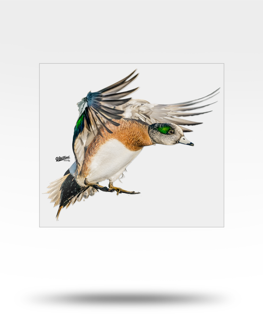 Widgeon Flying Large Transparent Sticker