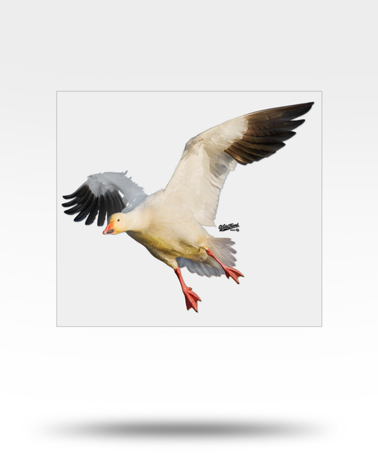 Snow Goose Large Transparent Sticker
