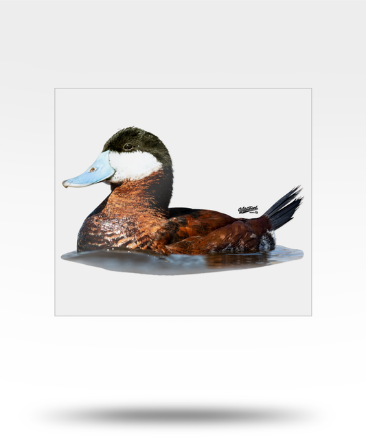 Ruddy Duck Large Transparent Sticker
