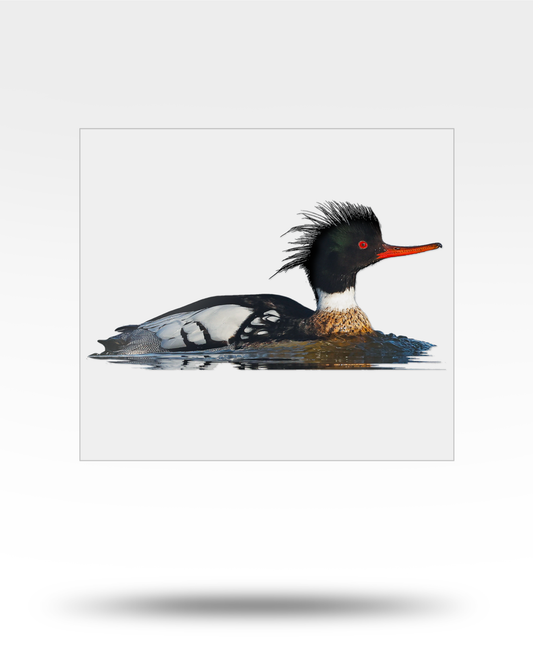 Red-Breasted Merganser Large Transparent Sticker