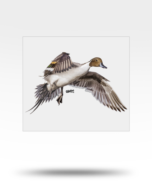 Pintail Large Transparent Sticker