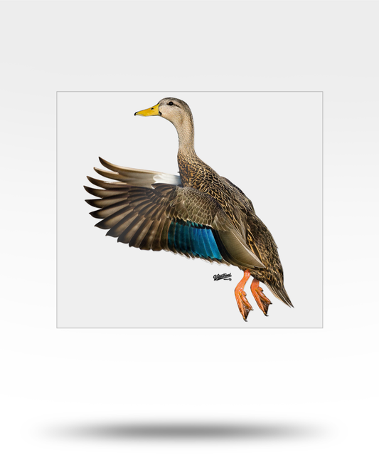 Mottled Duck Large Transparent Sticker