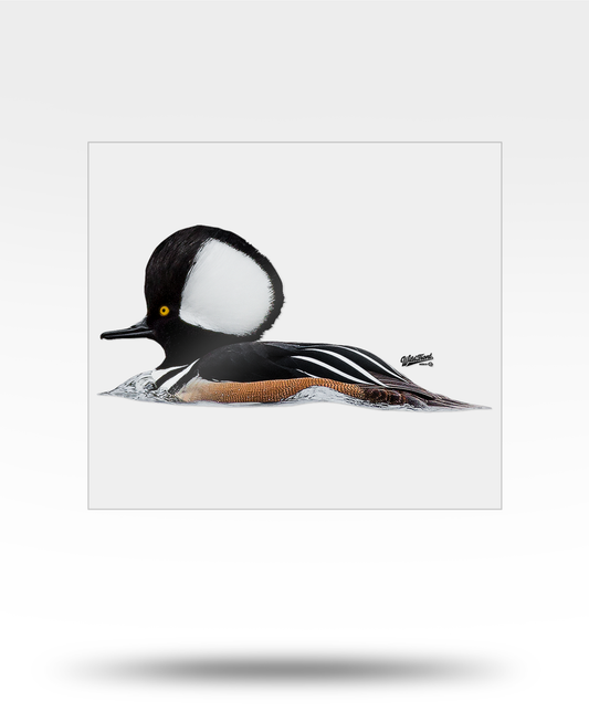 Hooded Merganser Large Transparent Sticker