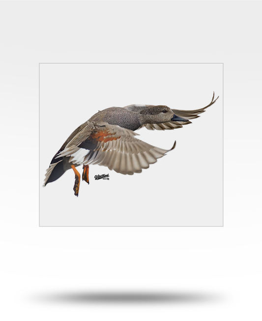 Gadwall Flying Large Transparent Sticker