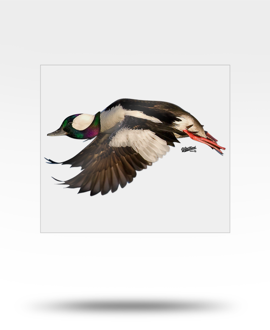 Bufflehead Flying Large Transparent Sticker