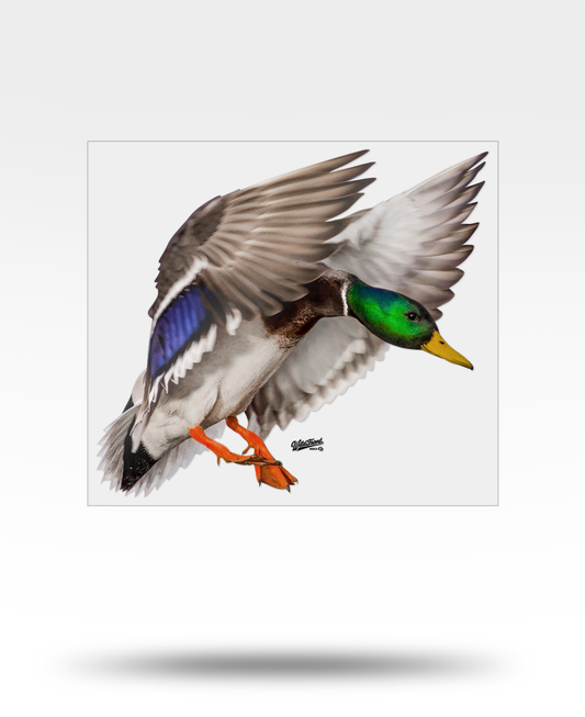 Mallard Large Transparent Sticker
