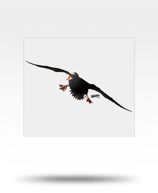 Surf Scoter Large Transparent Sticker