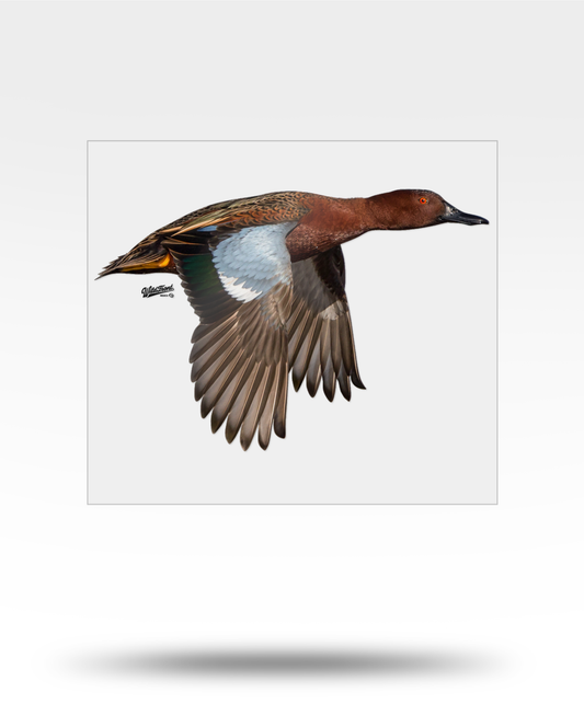 Cinnamon Teal Flying Large Transparent Sticker
