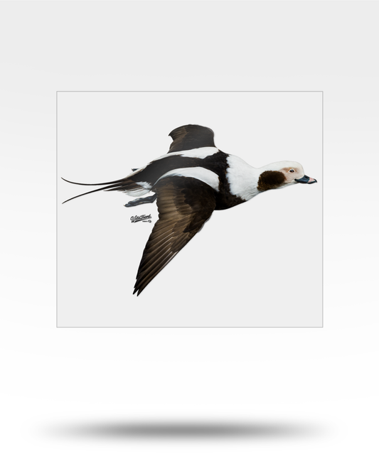 Long-Tailed Duck Large Transparent Sticker