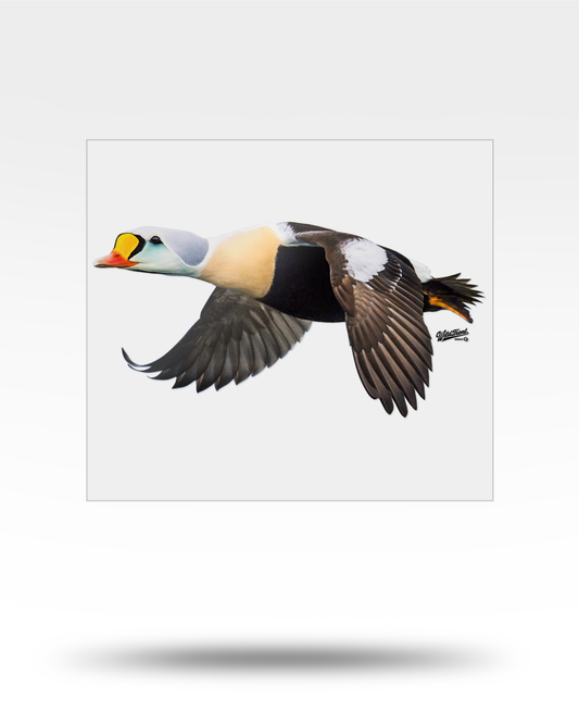 King Eider Large Transparent Sticker