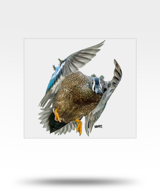 Blue-Winged Tea; Large Transparent Sticker