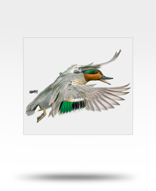 Green-Winged Teal Large Transparent Sticker
