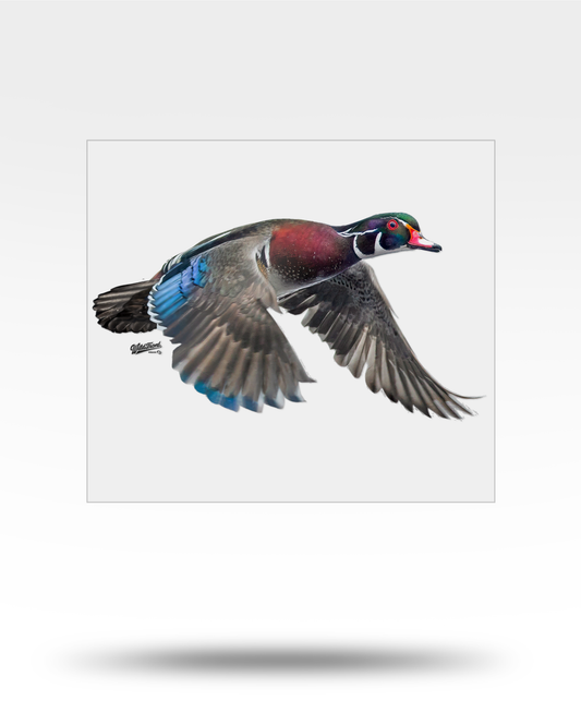 Wood Duck Flying Large Transparent Sticker