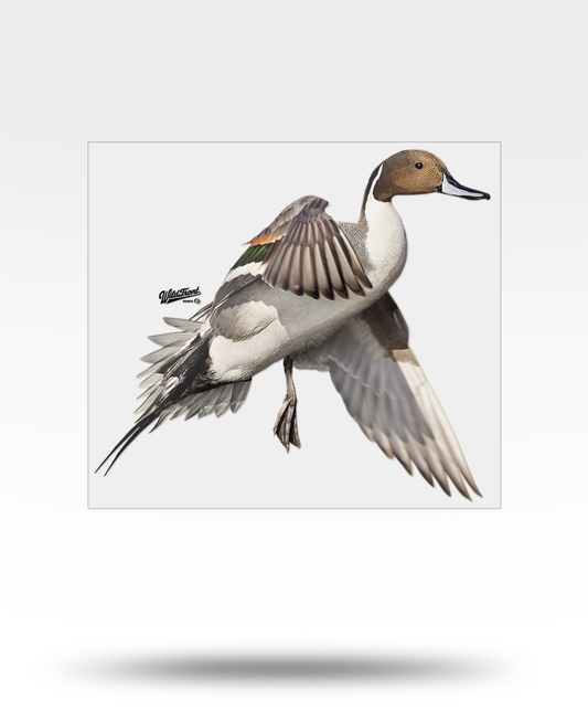 Pintail Flying Large Transparent Sticker