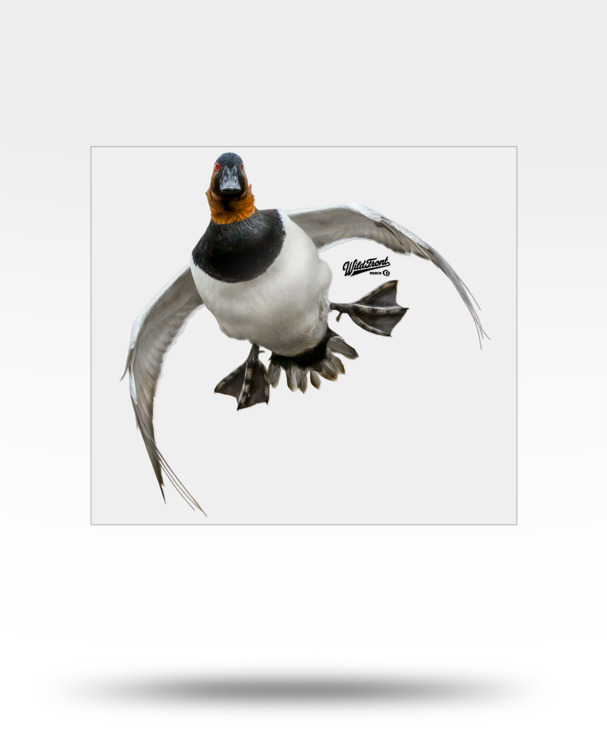 Canvasback Flying Large Transparent Sticker