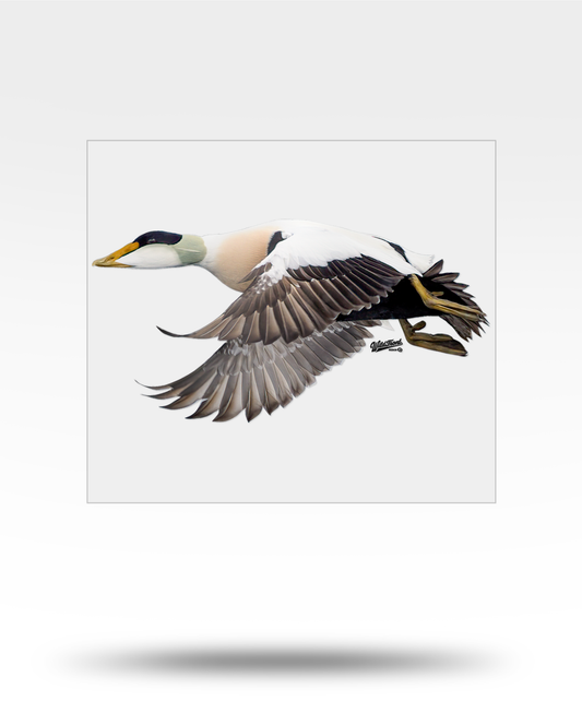 Common Eider Large Transparent Sticker