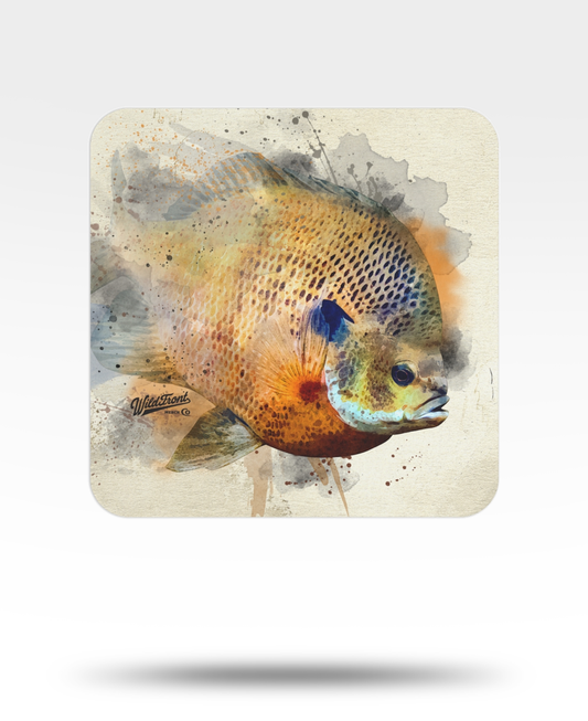 Bluegill Watercolor Bulk Coasters