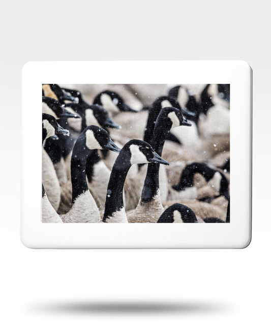 Canadian Geese Jigsaw Puzzle with Tin (1000 Piece)
