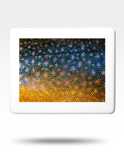 Brook Trout Jigsaw Puzzle with Tin (1000 Piece)