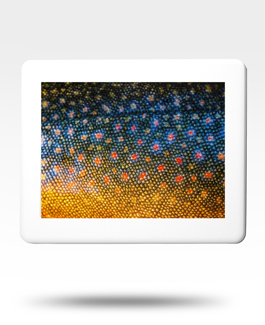 Brook Trout Jigsaw Puzzle with Tin (1000 Piece)