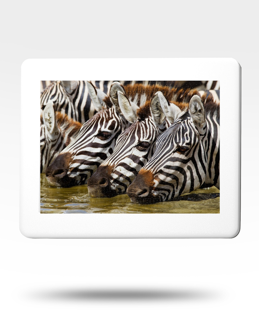 Zebras Drinkung Jigsaw Puzzle with Tin (1000 Piece)