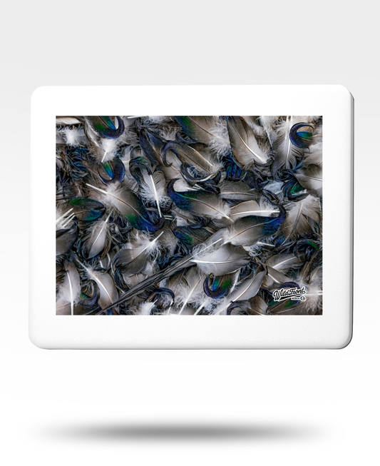 Mallard Curls Jigsaw Puzzle with Tin - (500 Piece)