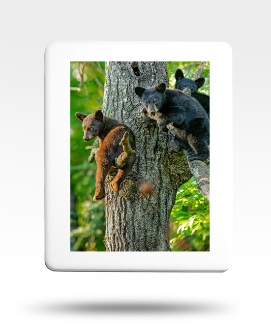 Bear Cubs Jigsaw Puzzle with Tin (1000 Piece)