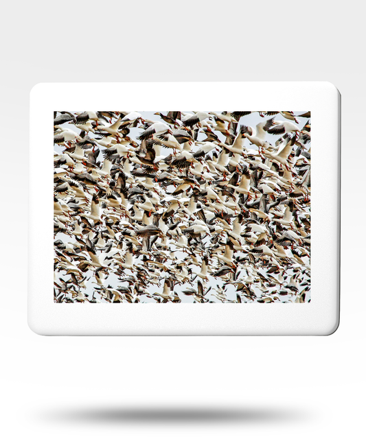 Snow Geese Flock Jigsaw Puzzle with Tin (1000 Piece)