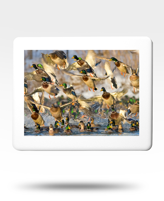Mallards Jigsaw Puzzle with Tin (1000 Piece)